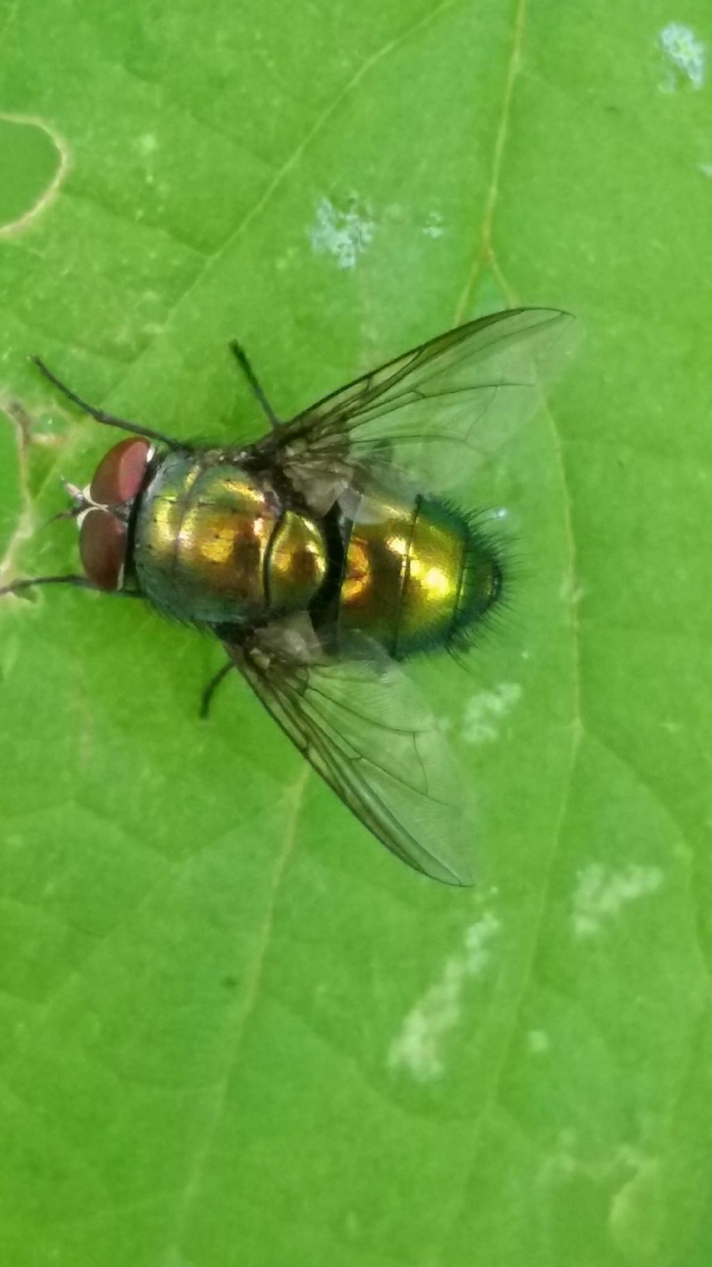 Lucilia caesar ♂ (Calliphoridae)